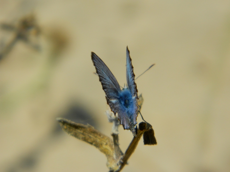 Polyommatus celina...o tutt''altro?